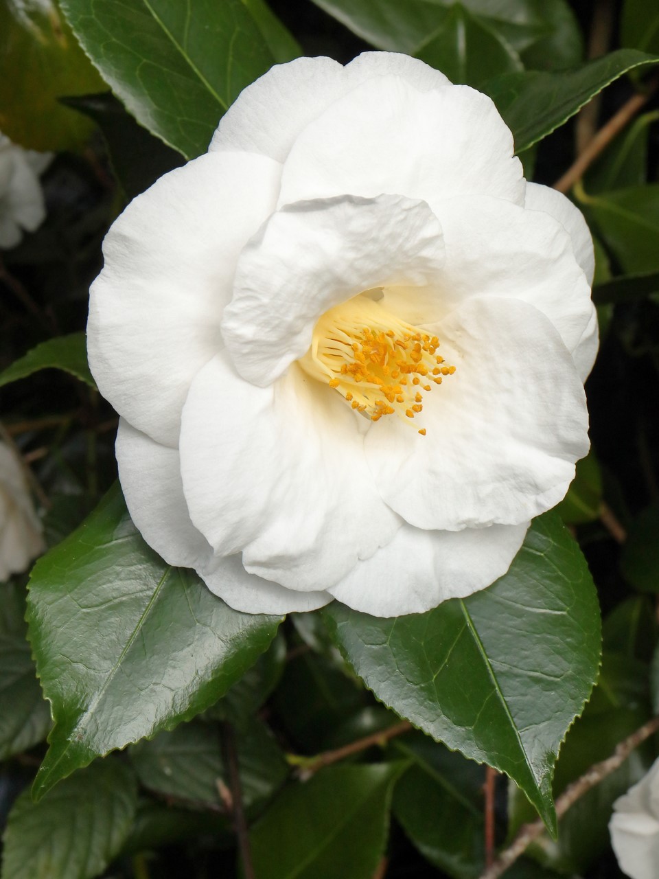 C. japonica 'Lovelight' AGM